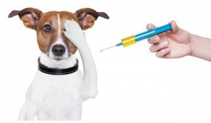 Vakcinácia psov