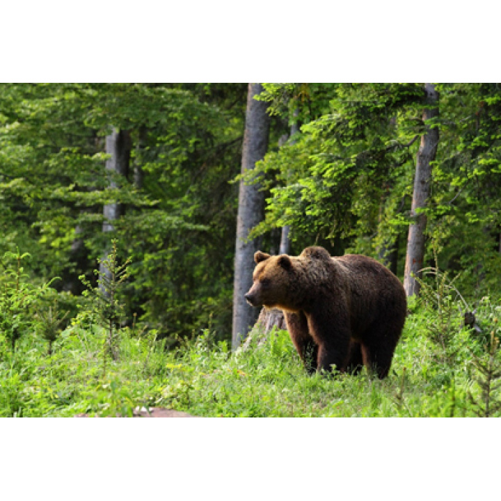 Vyhlásenie mimoriadnej situácie spôsobenej výskytom medveďa hnedého